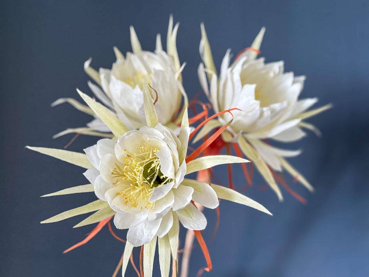 Queen of the night cactus flowers in paper