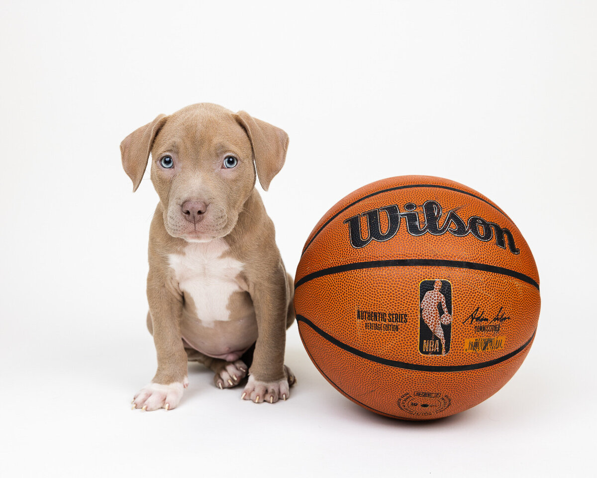 Kaori Stewart_Studio Dog Portrait_30