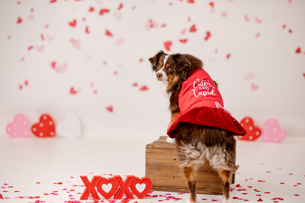 best Cave Springs pet photographer, pet photography Bentonville AR, NWA dog photographer