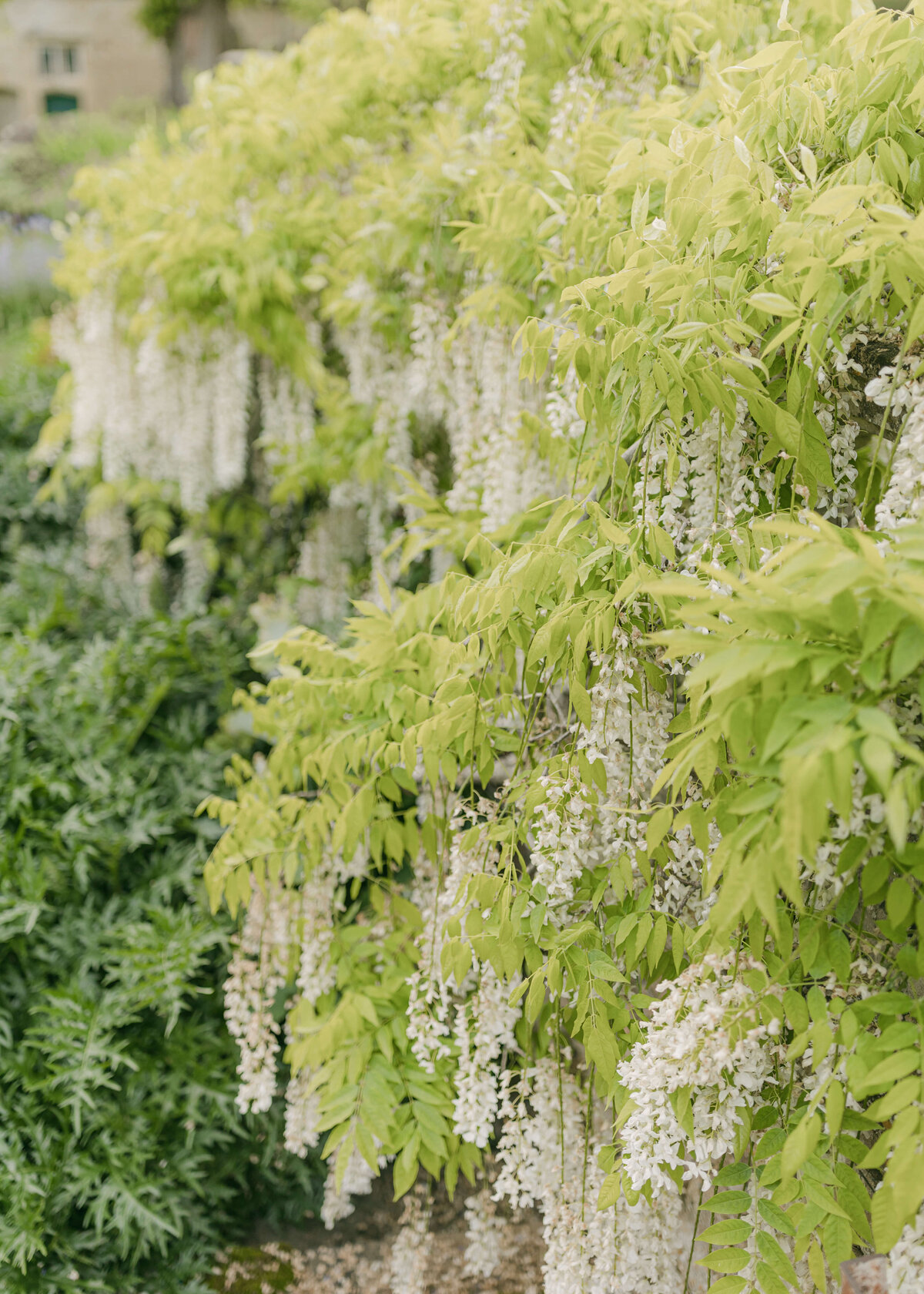 chloe-winstanley-weddings-cotswolds-cornwell-manor-plants