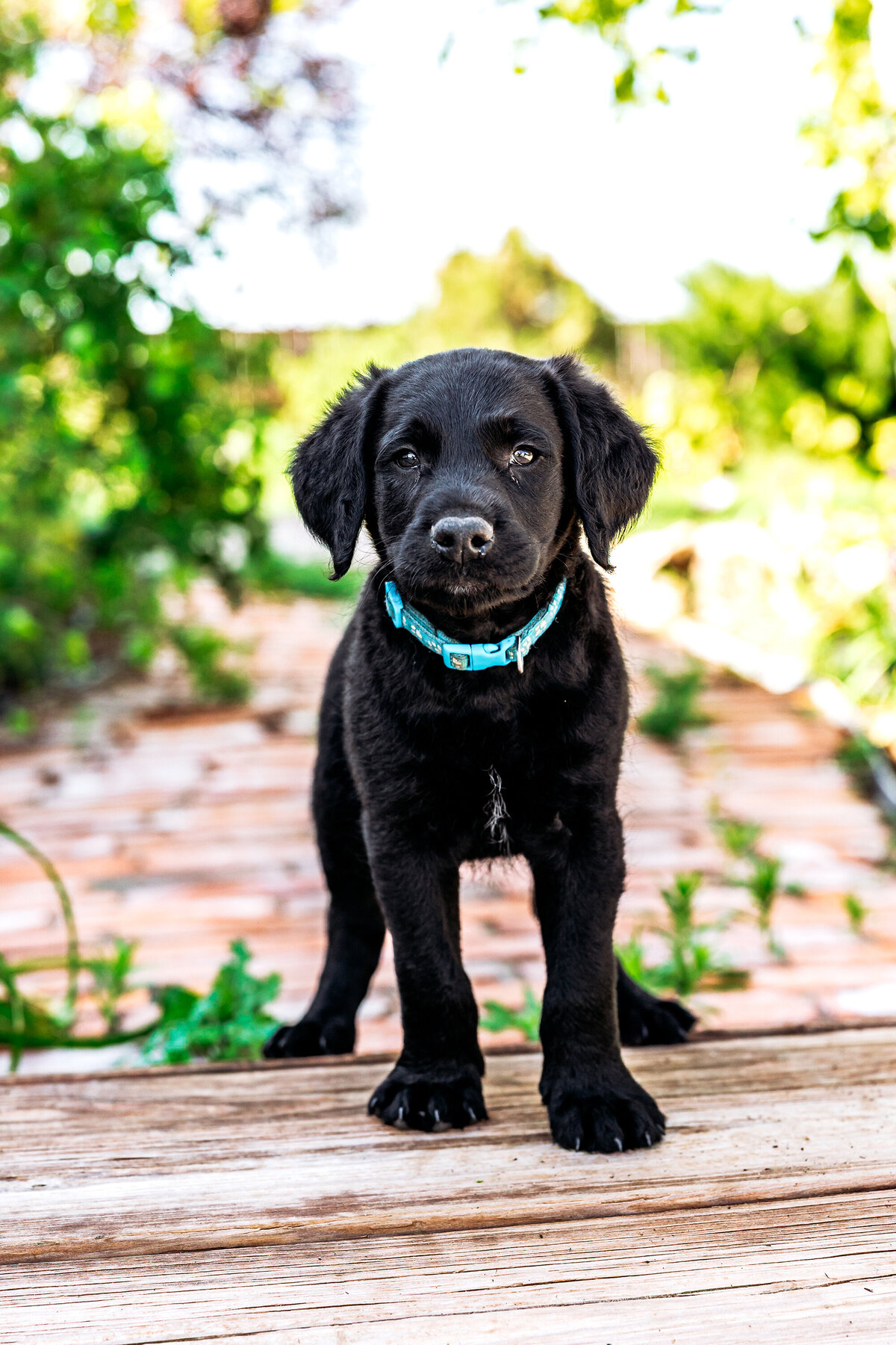 002_shepadoodles copy