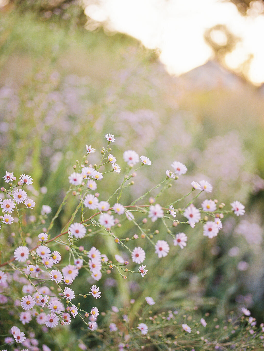 Film photography in Washington Park, Denver, Colorado.