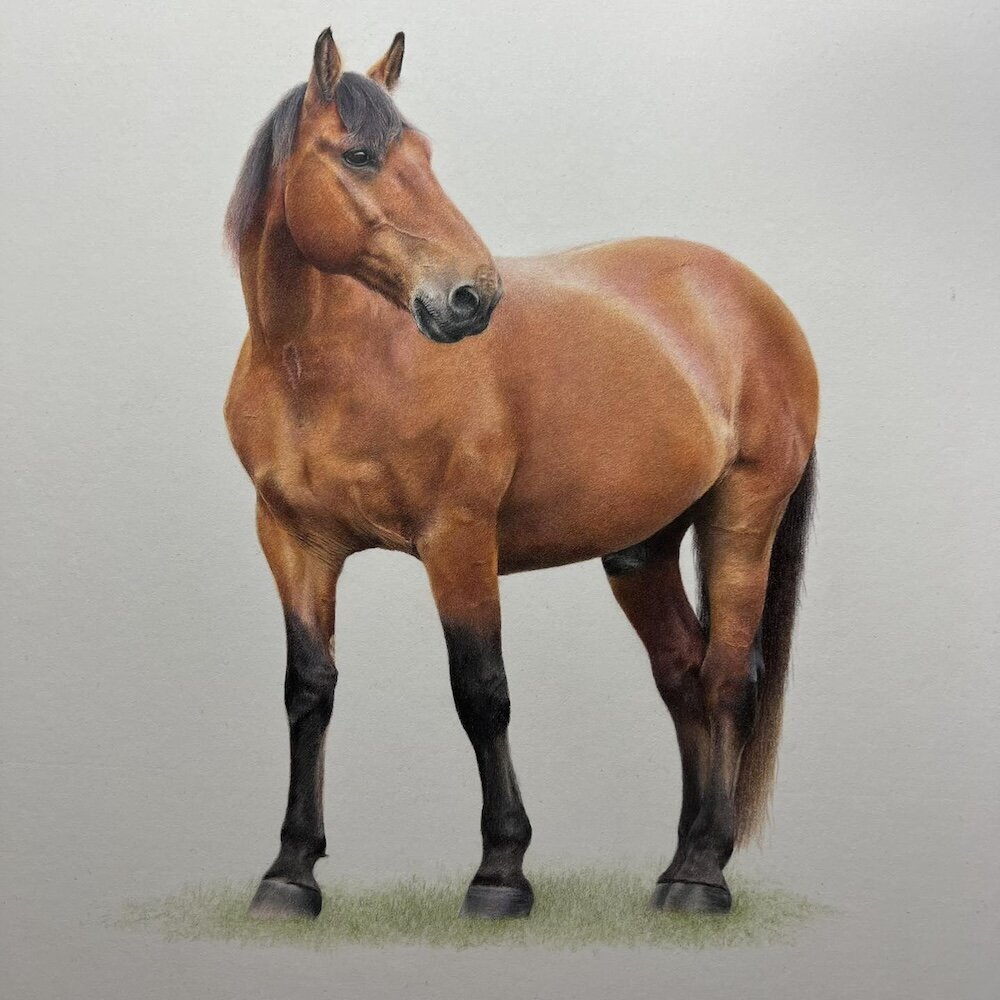 Bay-Horse---Coloured-Pencil-Pet-Portrait---Bonny-Snowdon-Fine-Art