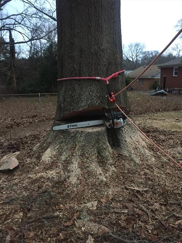 tree-stump-removal-near-me