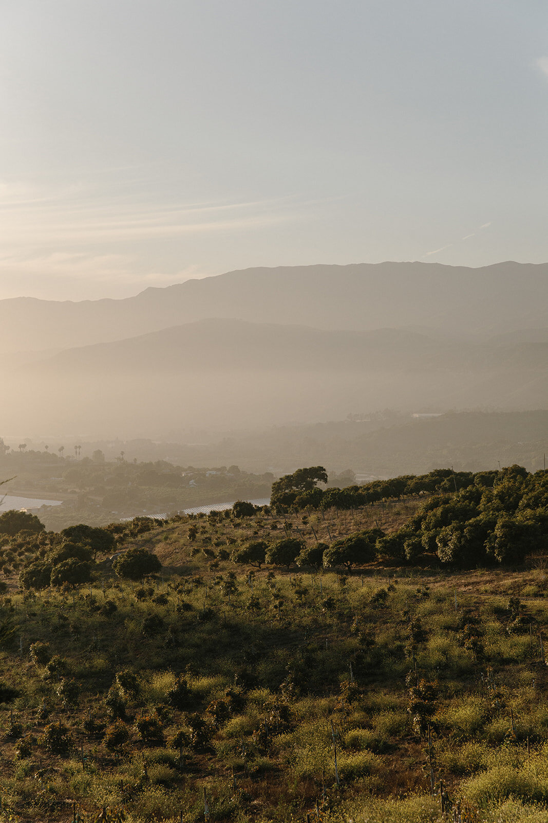 Tripp_Devry_D3_Santa_Barbara_Wedding_SBerard_Weddings-642
