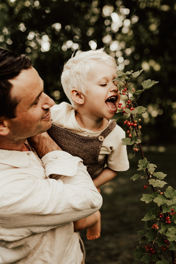 pappa håller son i famnen som sträcker sig efter att äta bär på en buske under fotografering i halmstad