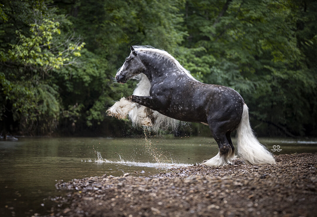 Gypsy Vanner ©stunningsteedsphoto-LR