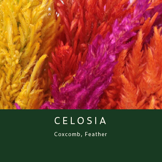 Celosia