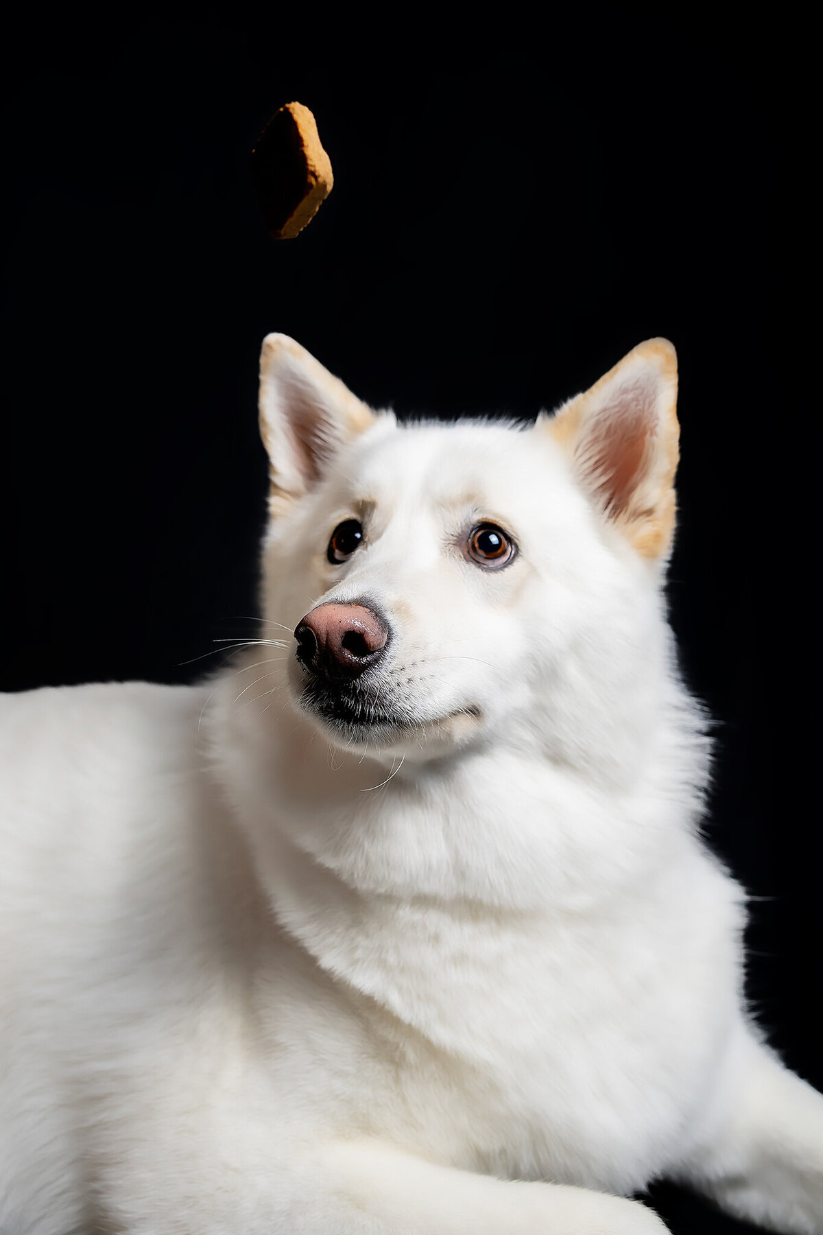 New Orleans Pet Photographer 59
