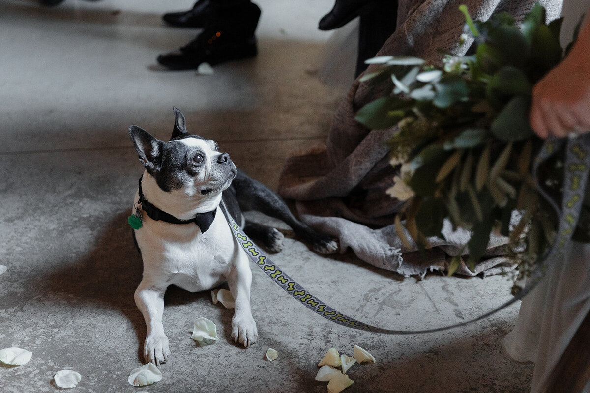 couples dog close up watching the ceremony