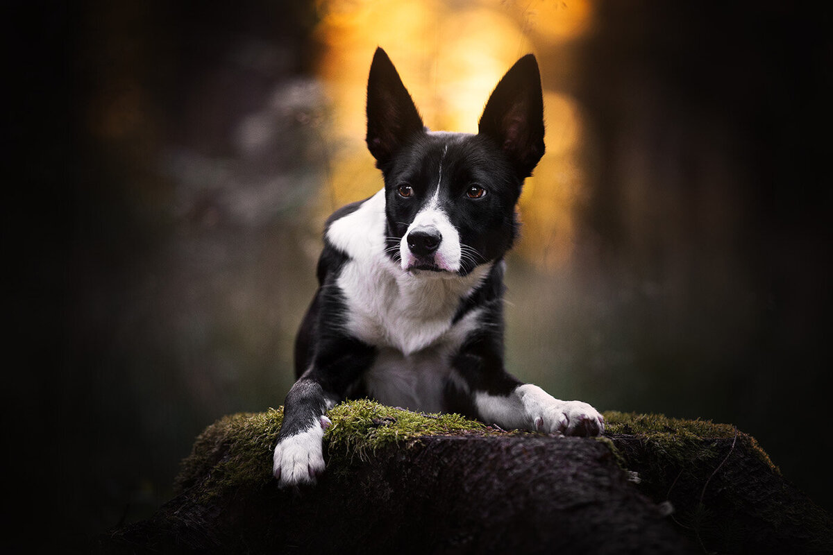 Hondenfoto