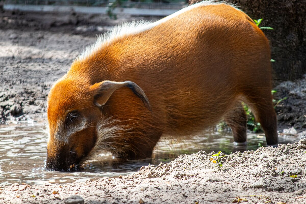 red-river-hog-22ea42b2-2500