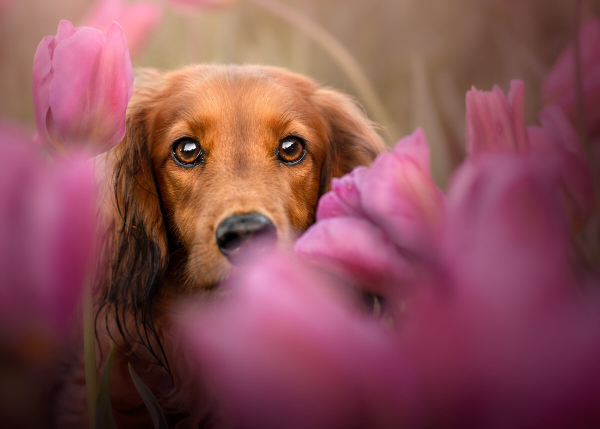 Dachshund dog behind tulip