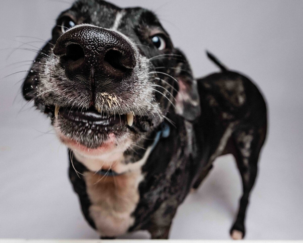 issaquah-dog-photogrpaher