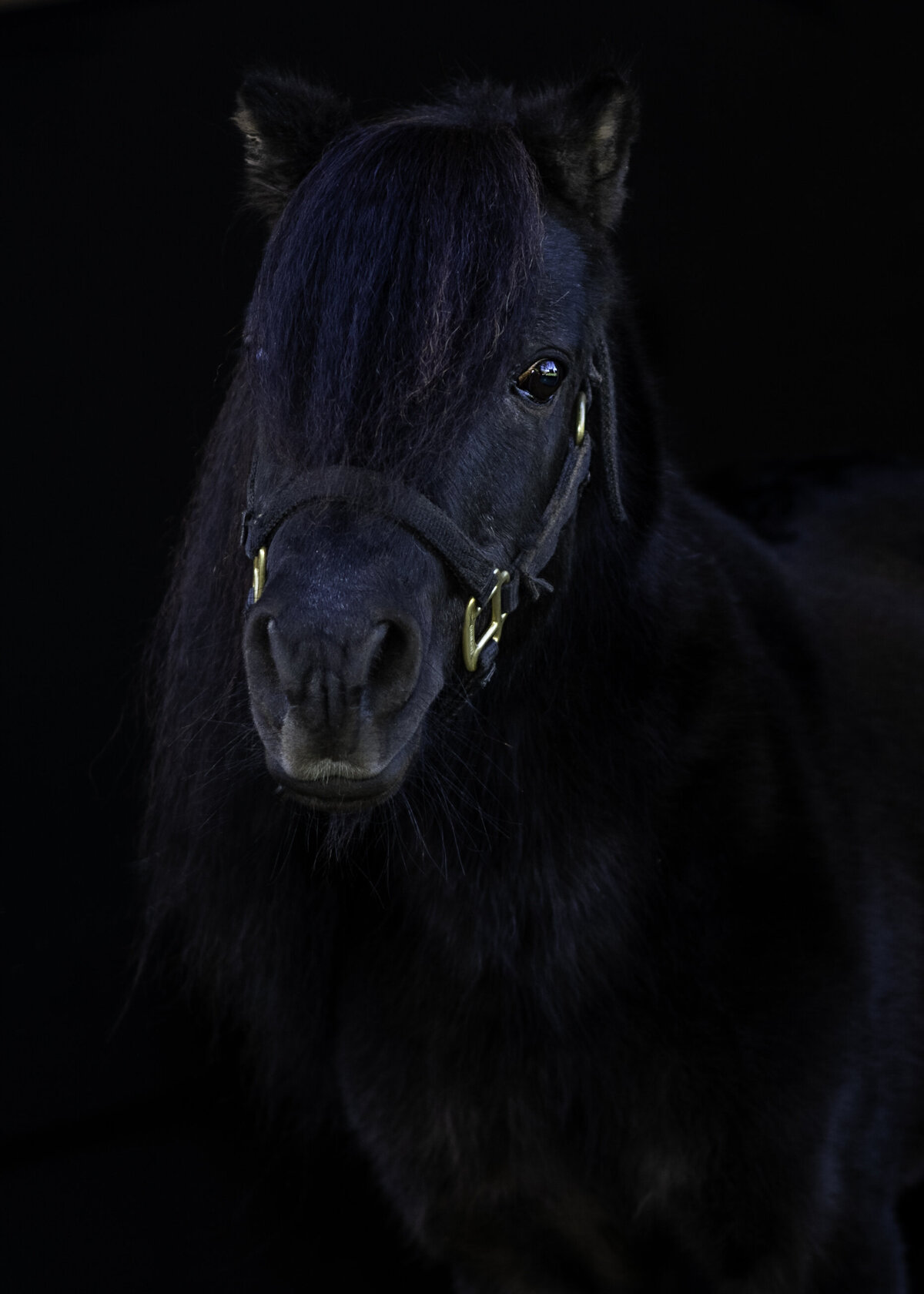 Horses-CT-90-Edit