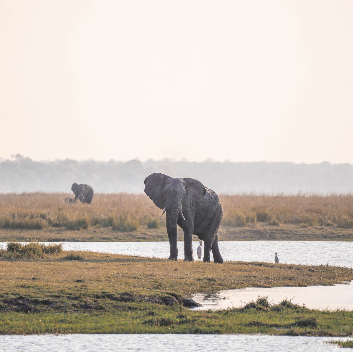 Elephant in Chobe River Chobe Game Lodge Safari_By Stephanie Vermillion