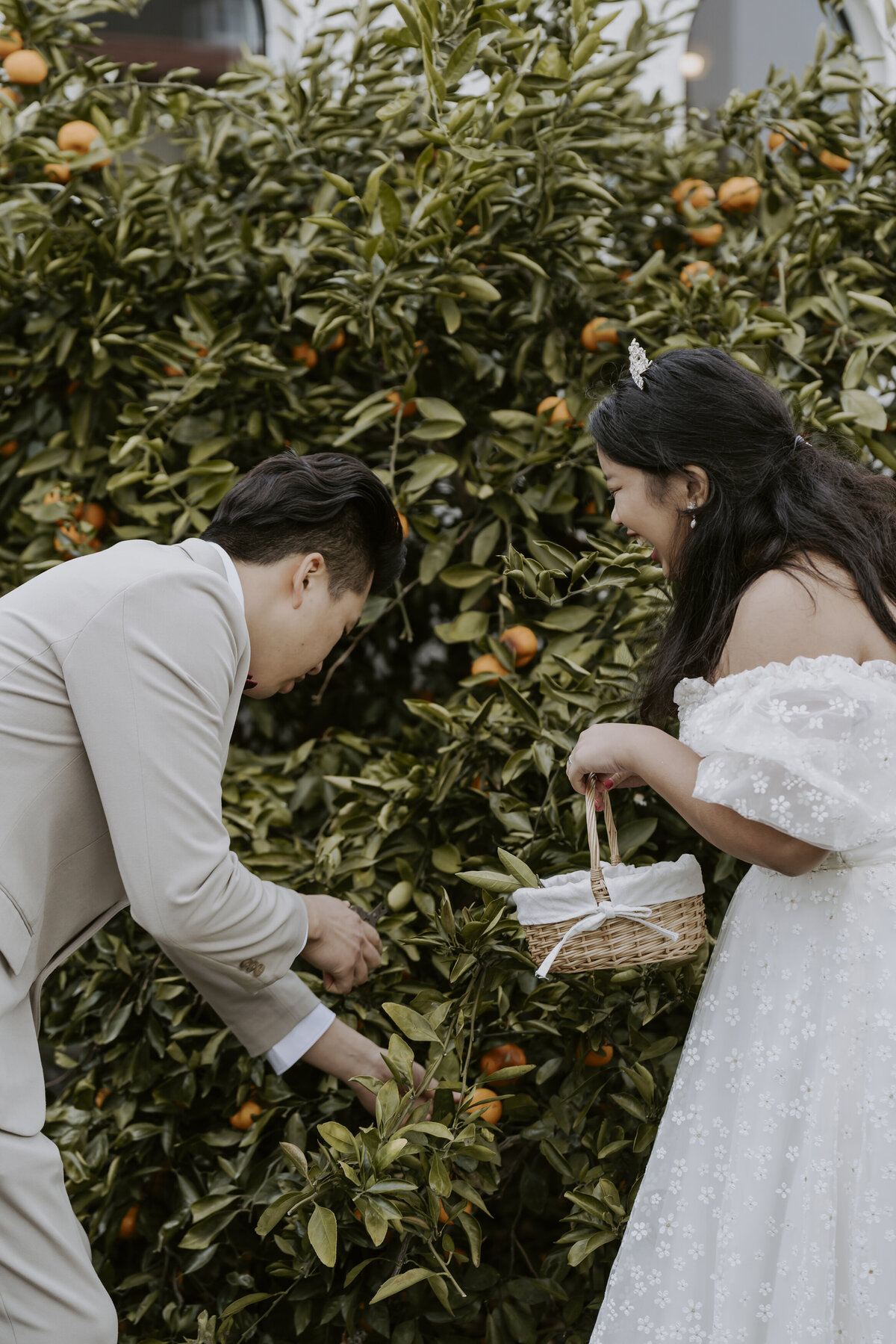 the groom picking tangerines while the bride is waiting and laughing at him