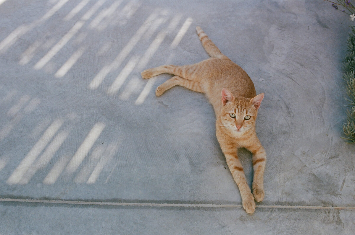 Milos Greece Elopement 2025-83