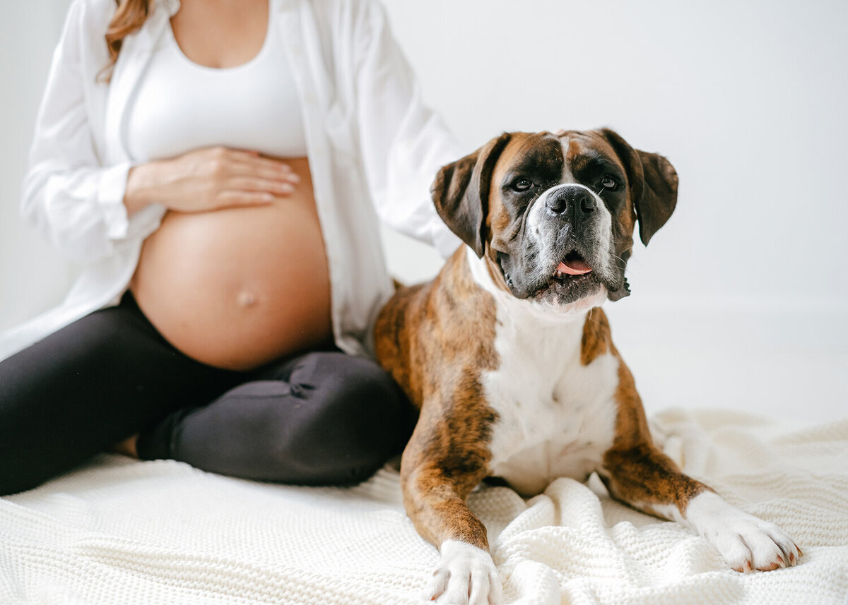 Pregnant woman sits in a photostudio patting a dog