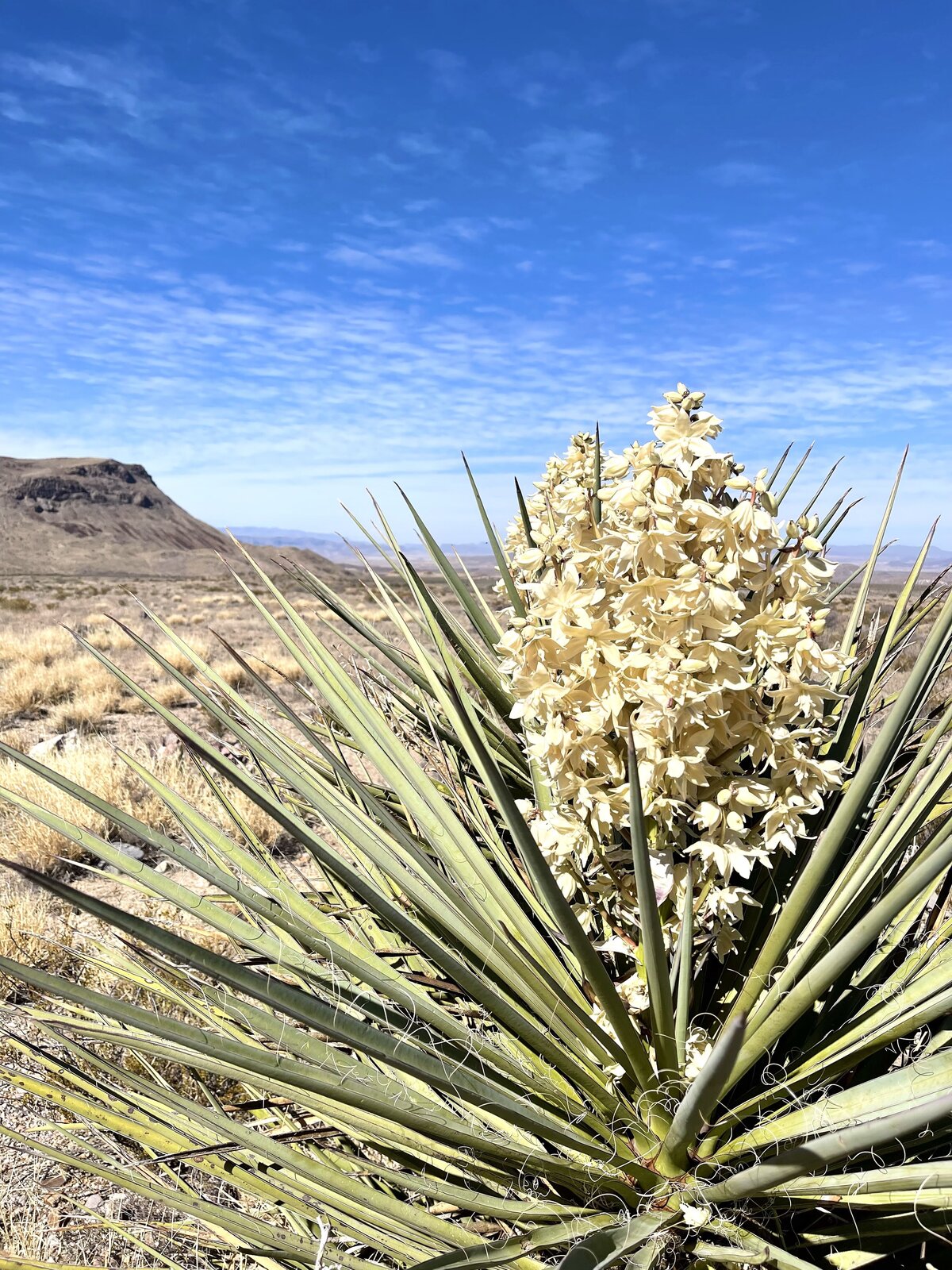 Big Bend Yucca