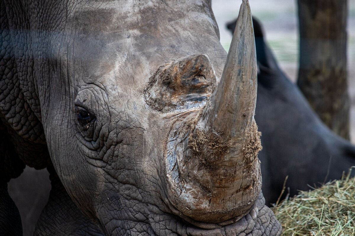 rhino-up-close-223896d0-2500