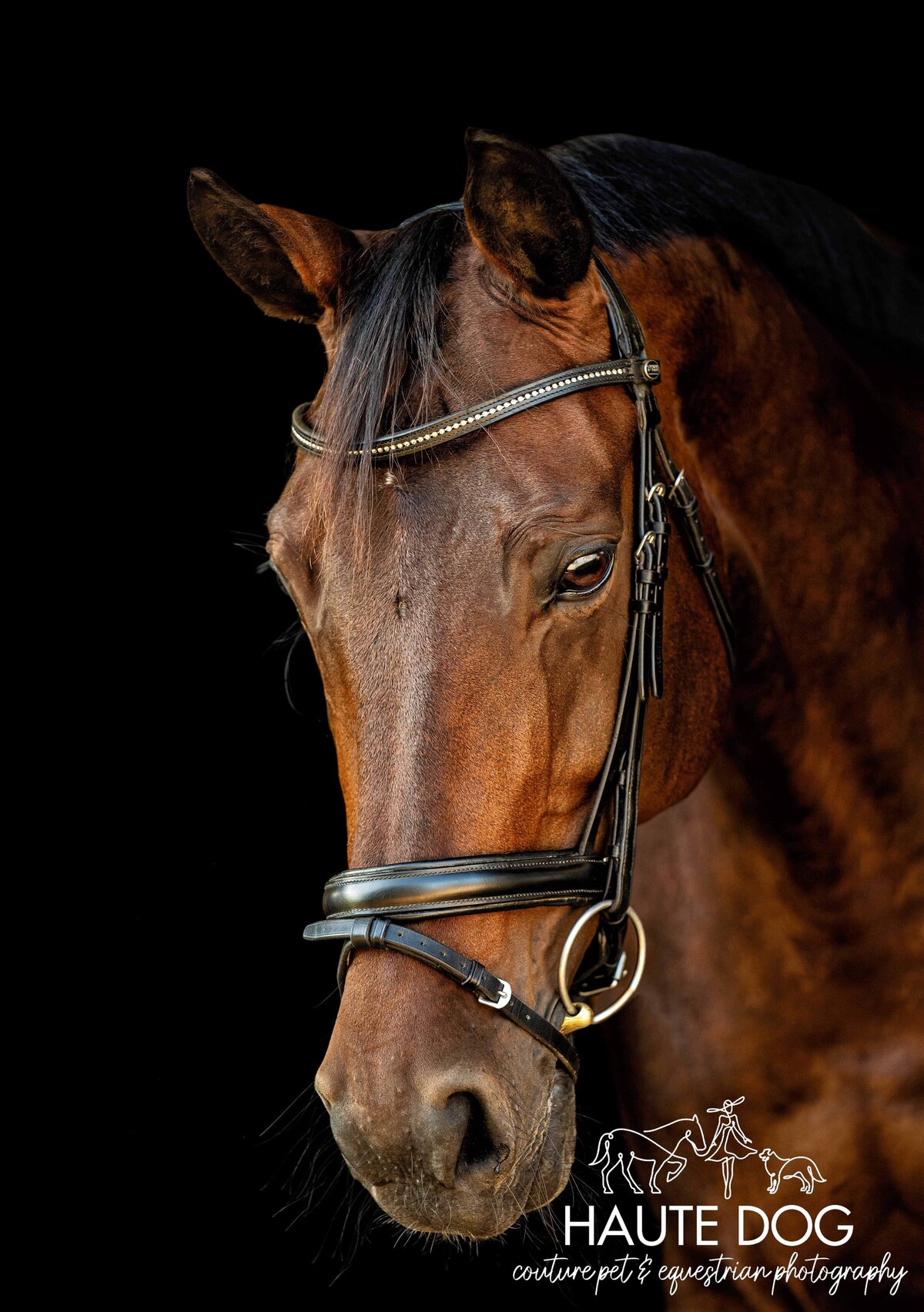 Headshot of a bay horse wearing a dressage bridle with neck arched on a black background.