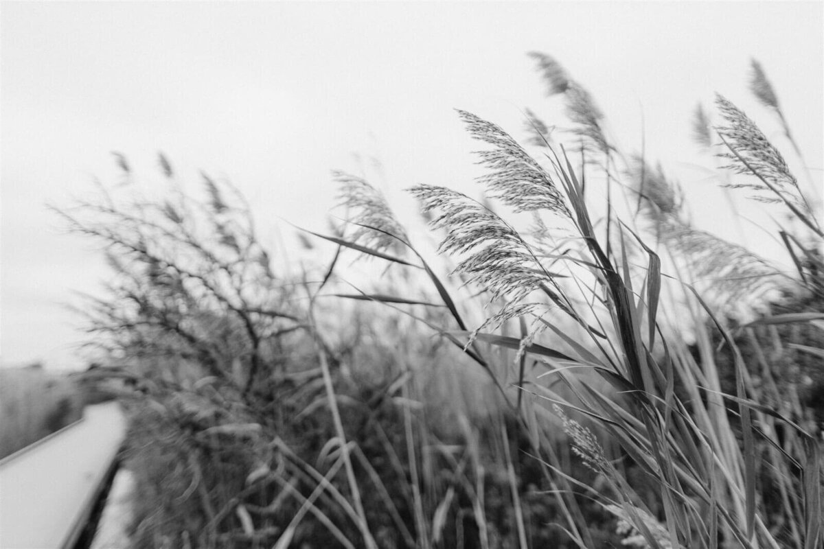 Black and white photo of dry grasses in Fire Island Beach, New York. Engagement Image by Jenny Fu Studio