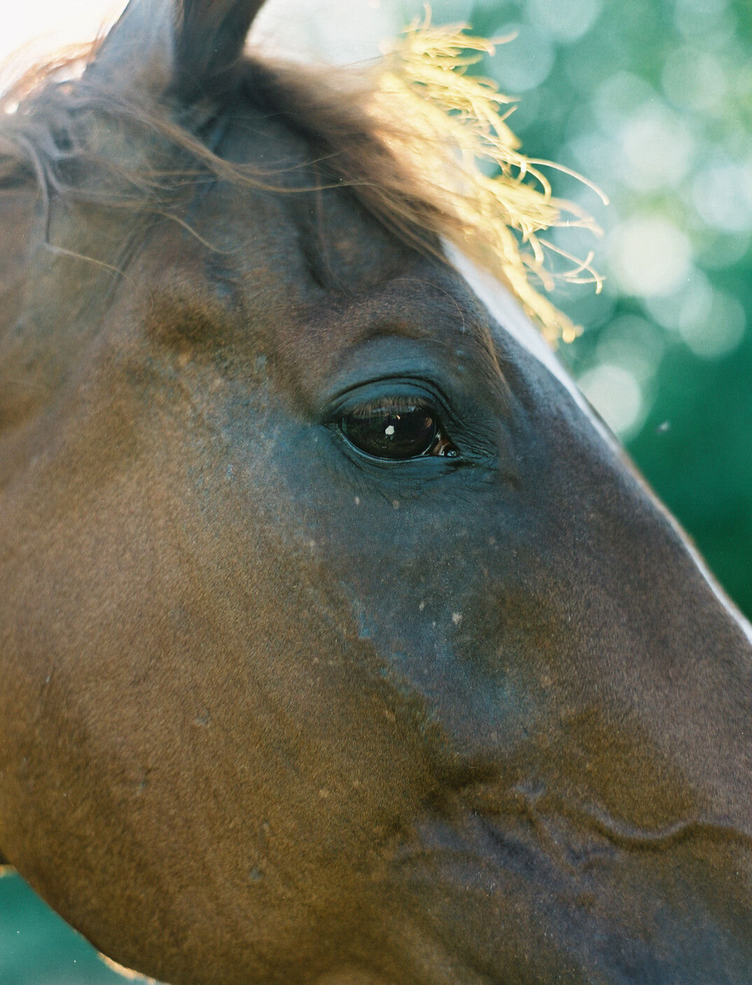 Saratoga-horse-photographer-359