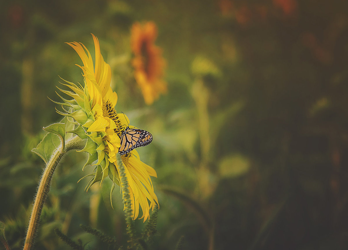 flower1