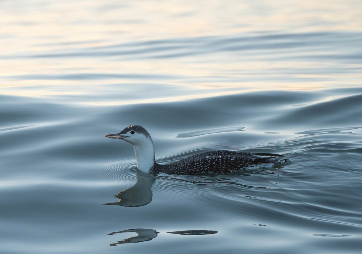 red throated loon  3.1-D