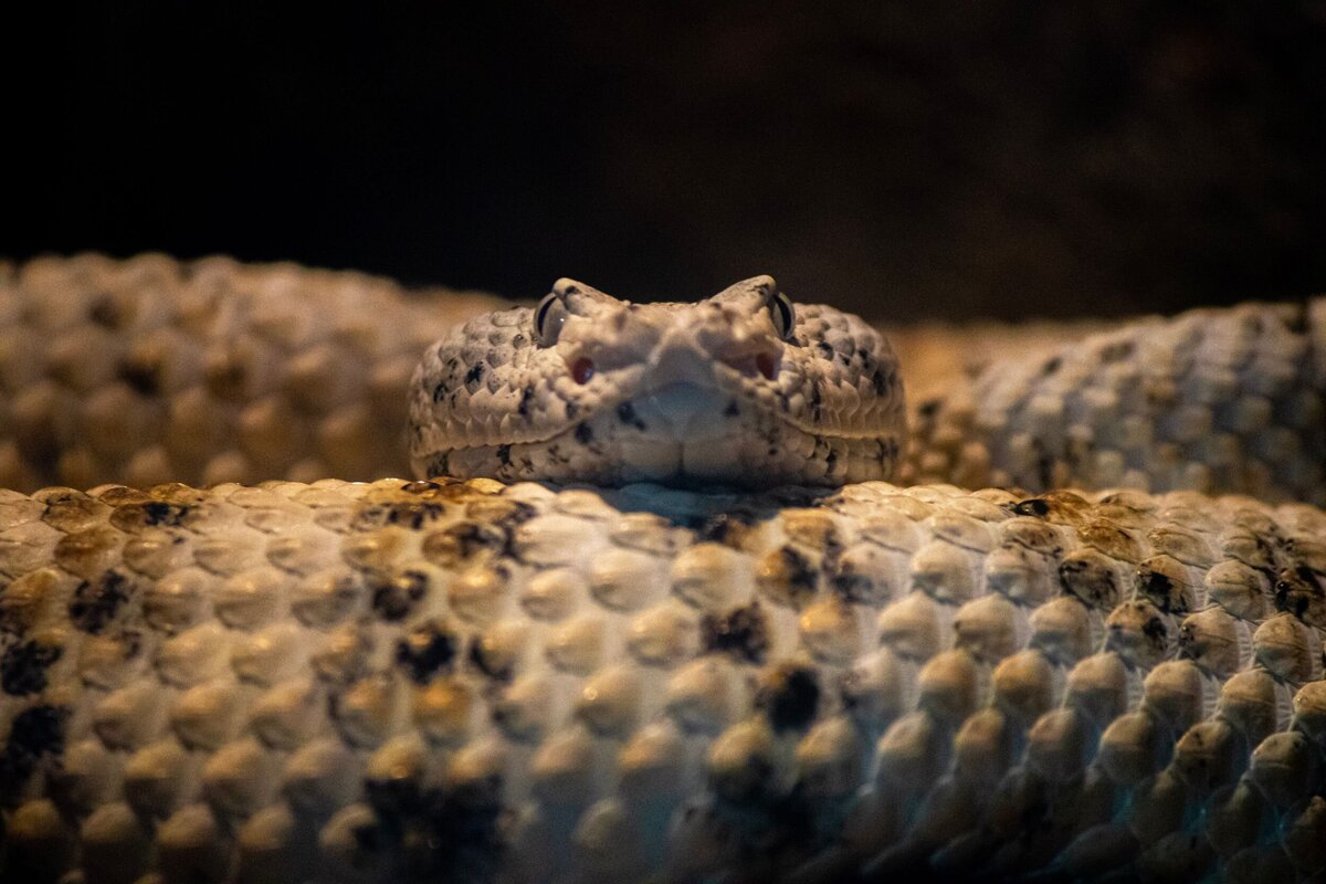 North_Carolina_Zoo_207-55d4f3fa-2500