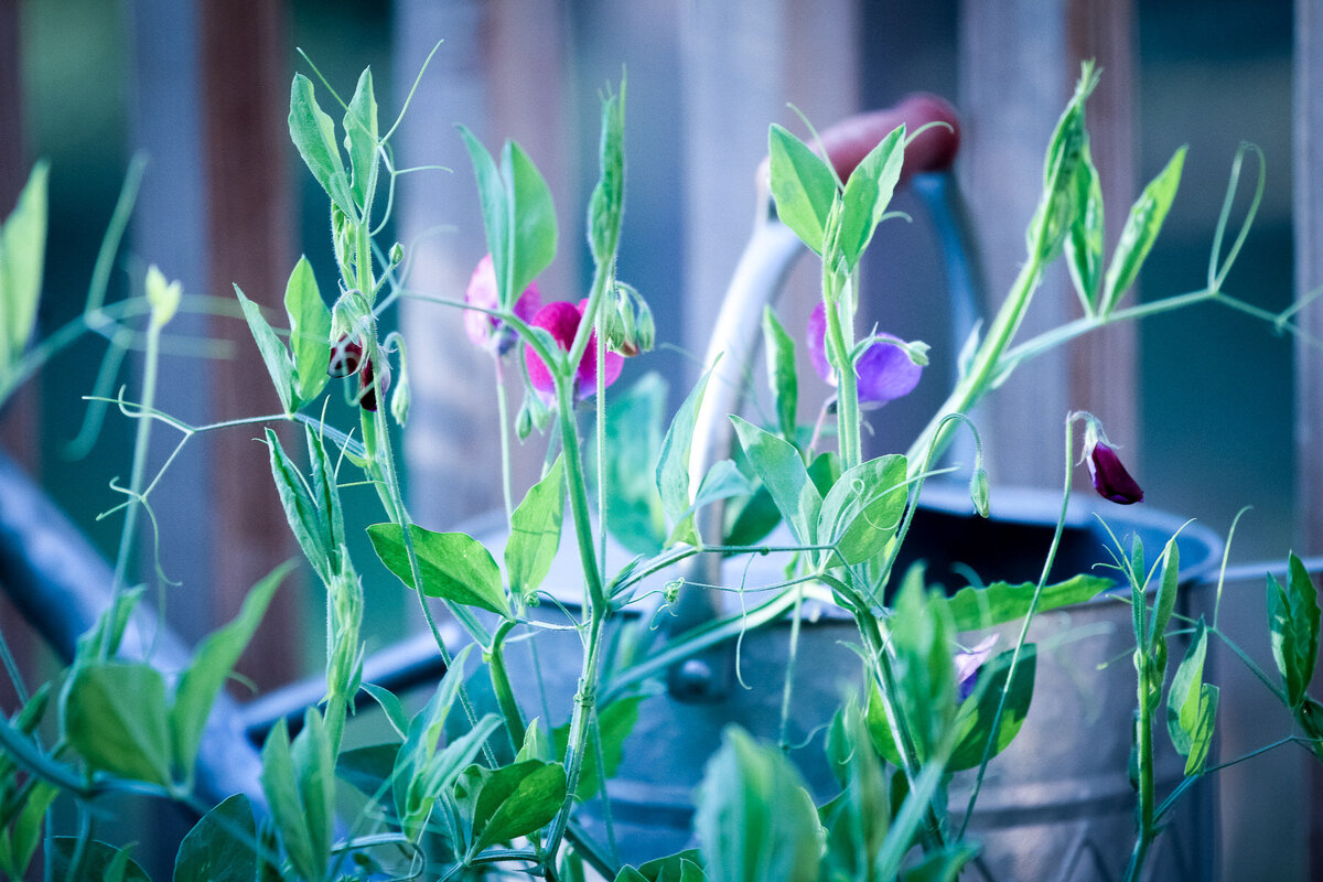 Sweetpeas starting to bloom - LES