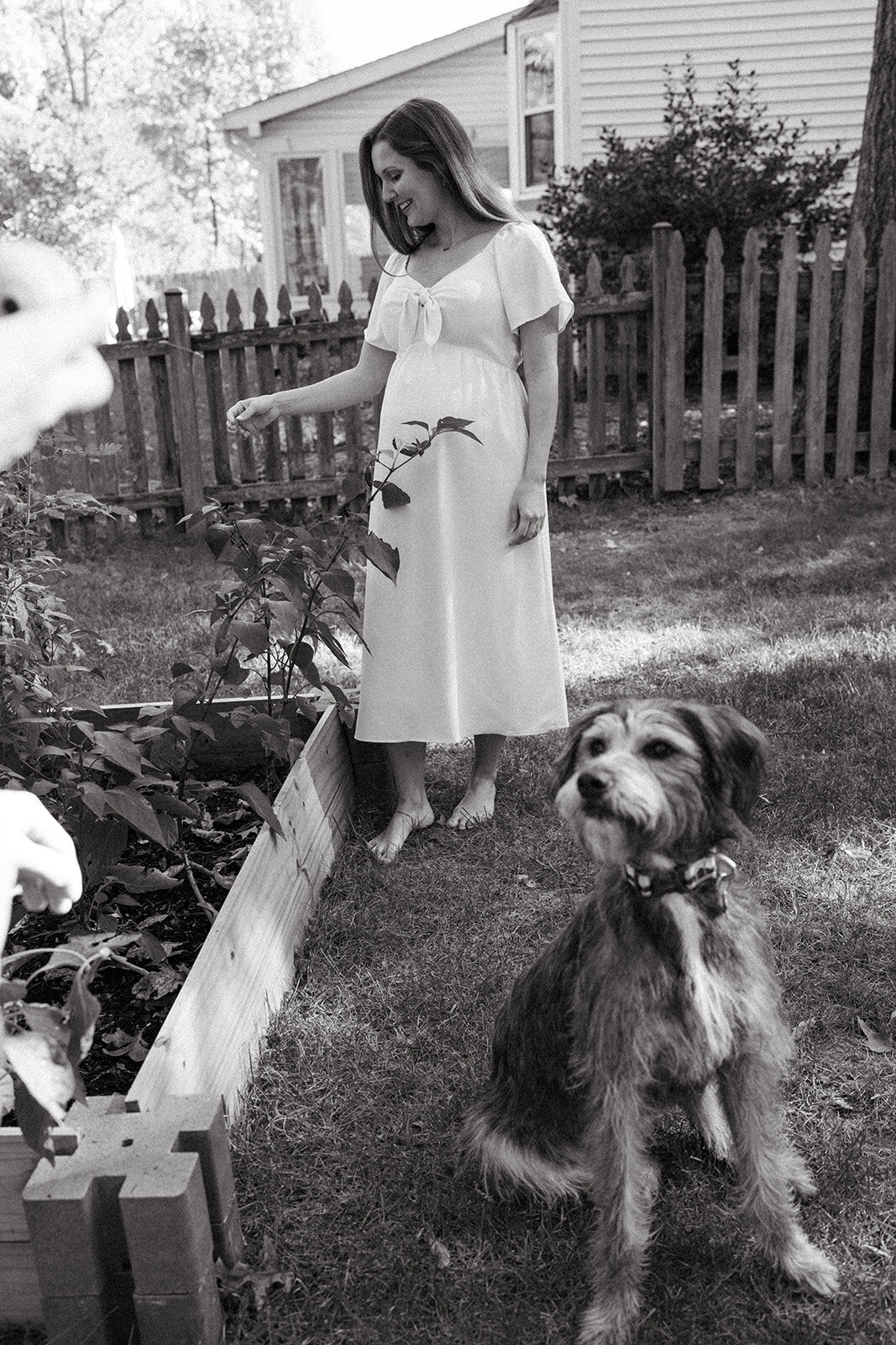 Pregnant mother tending to her backyard garden barefoot in a dress during a relaxed maternity session