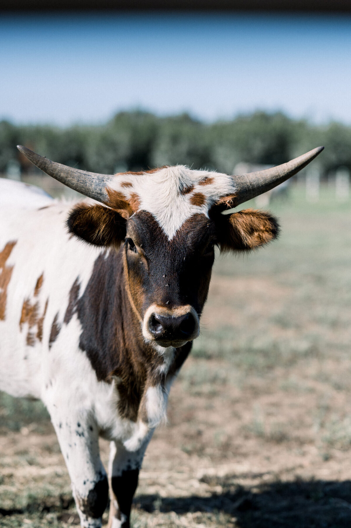 LonghornCattle-12