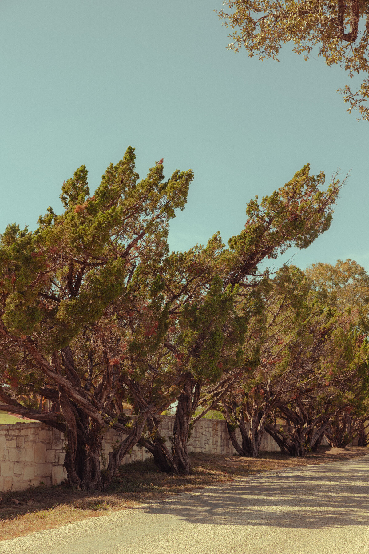 Shepherd - 1 Before - Payton Hartsell Photography-6