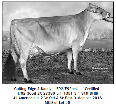 Lot 50 - Maternal Granddam