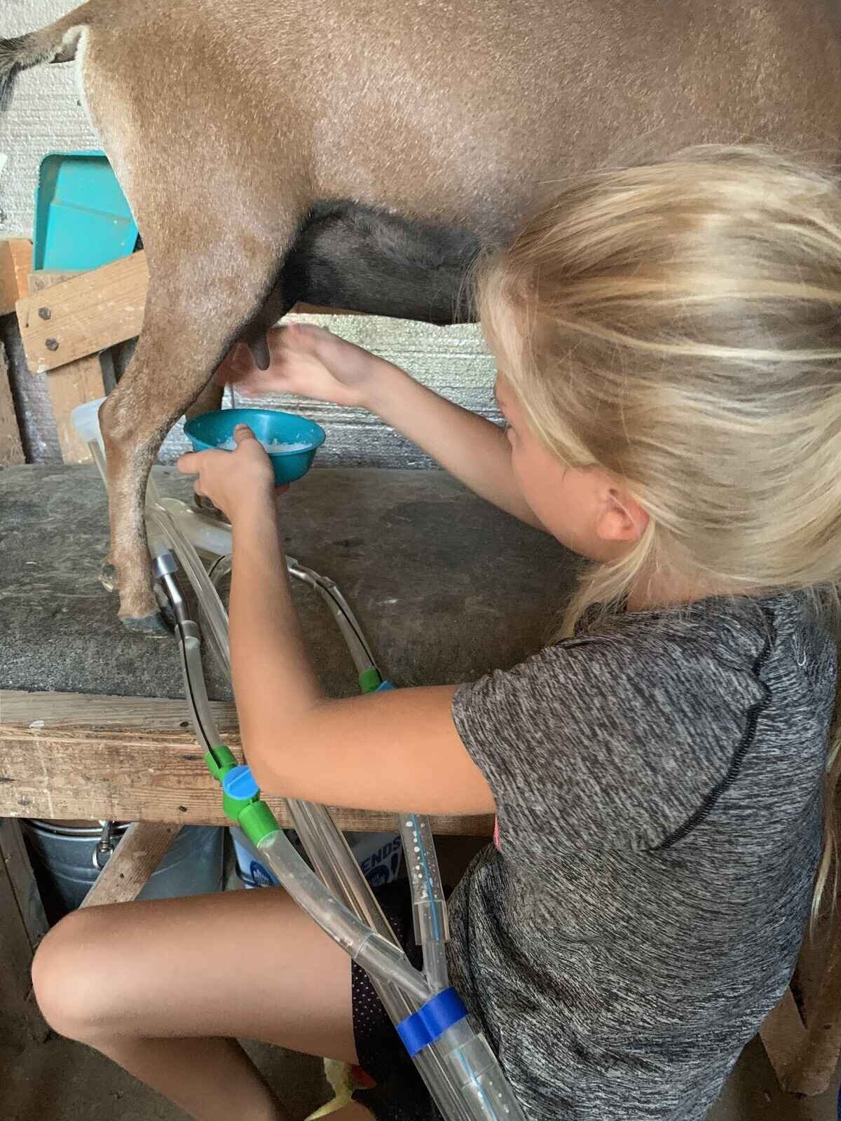 girl-milking-nigerian-dwarf-goat