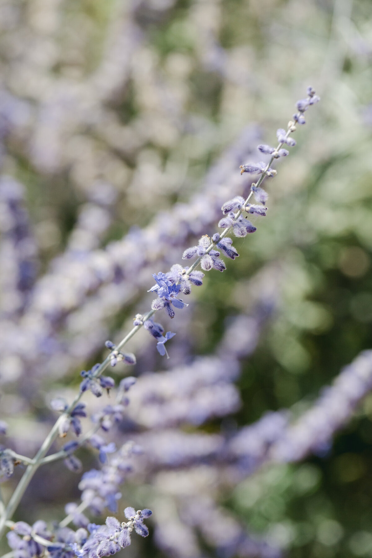 PERRUCCIPHOTO_CARMEL_VALLEY_RANCH_WEDDING_110