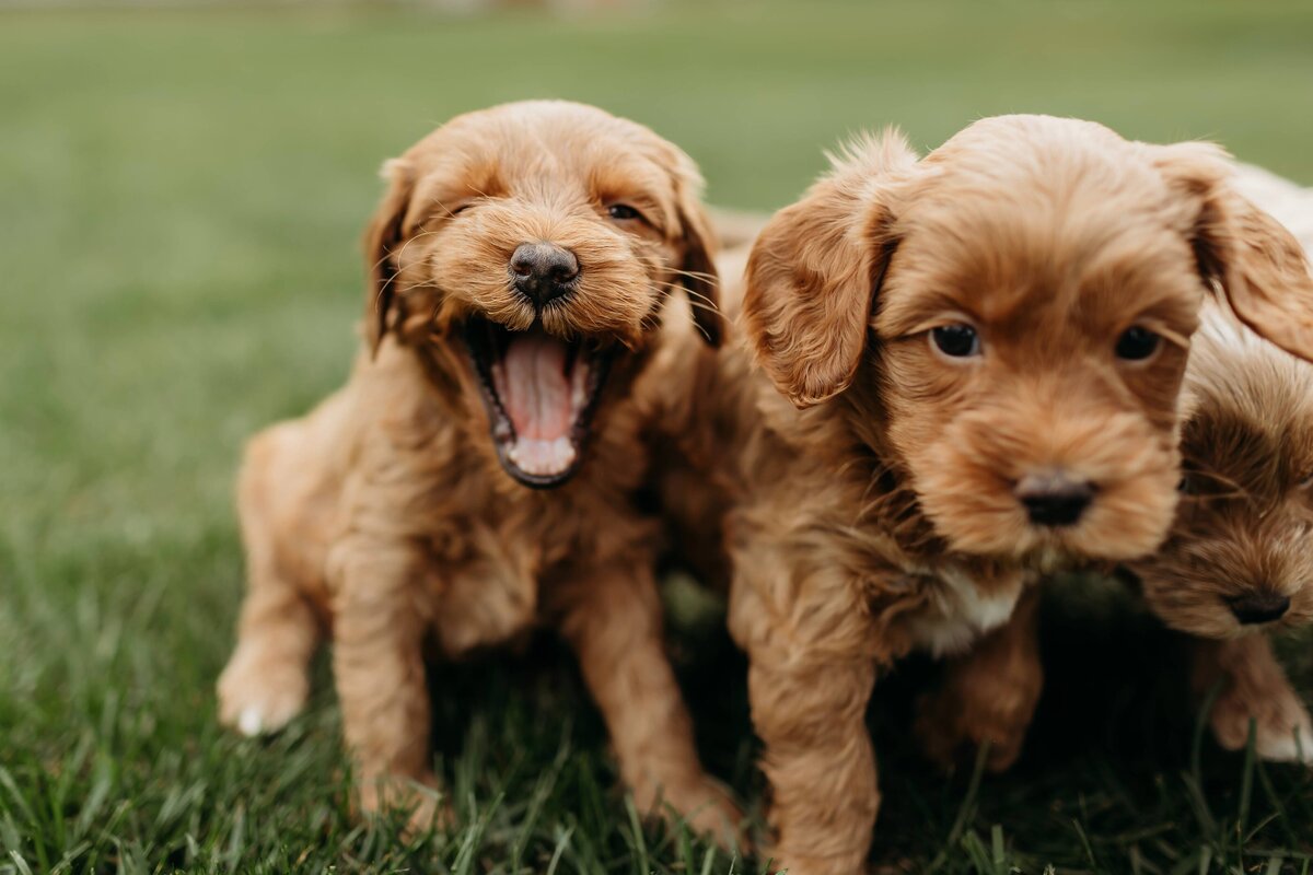 baldonnel-lane-labradoodles-breeder-alberta-bc-97