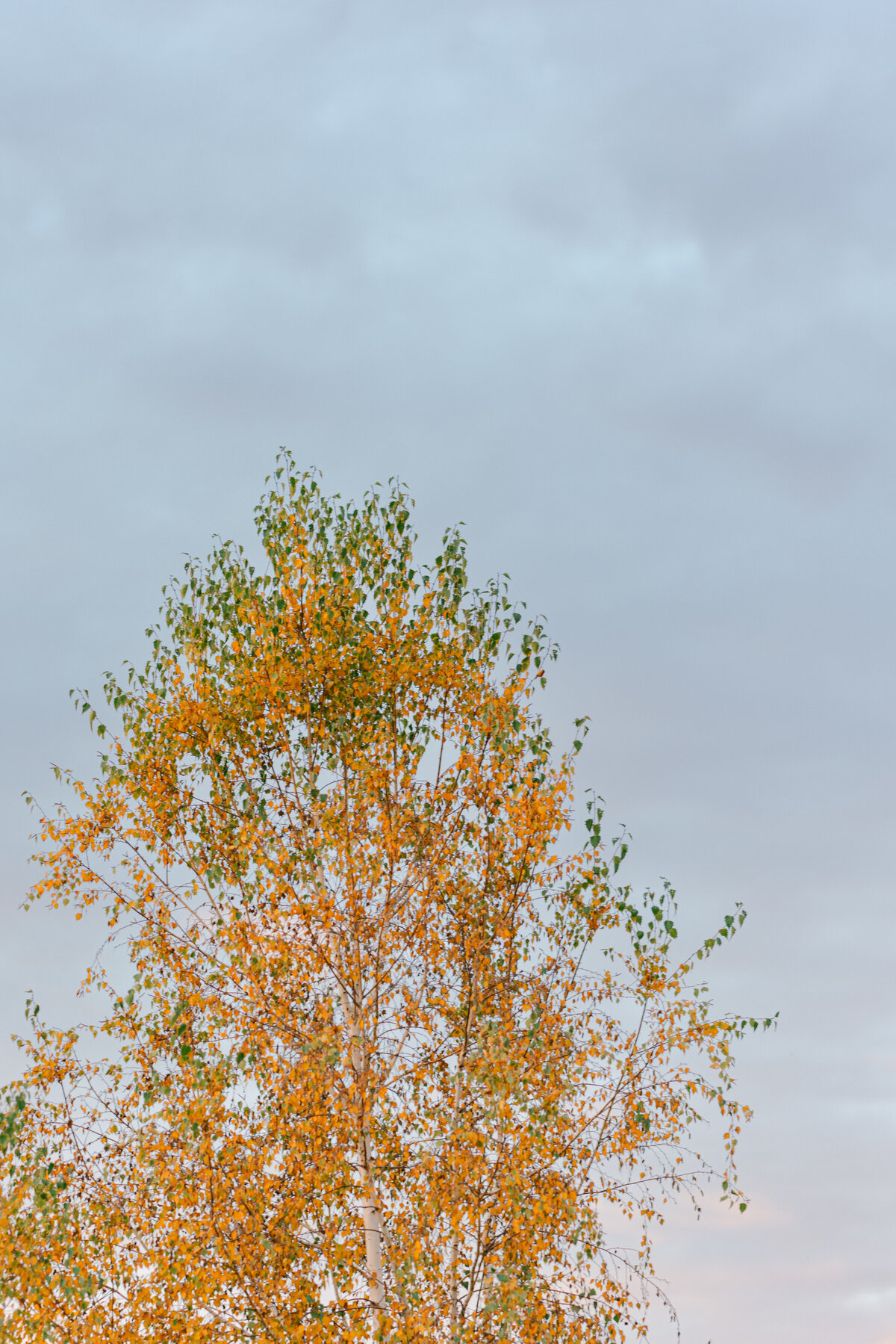 C+D - Lancemore Macedon-7