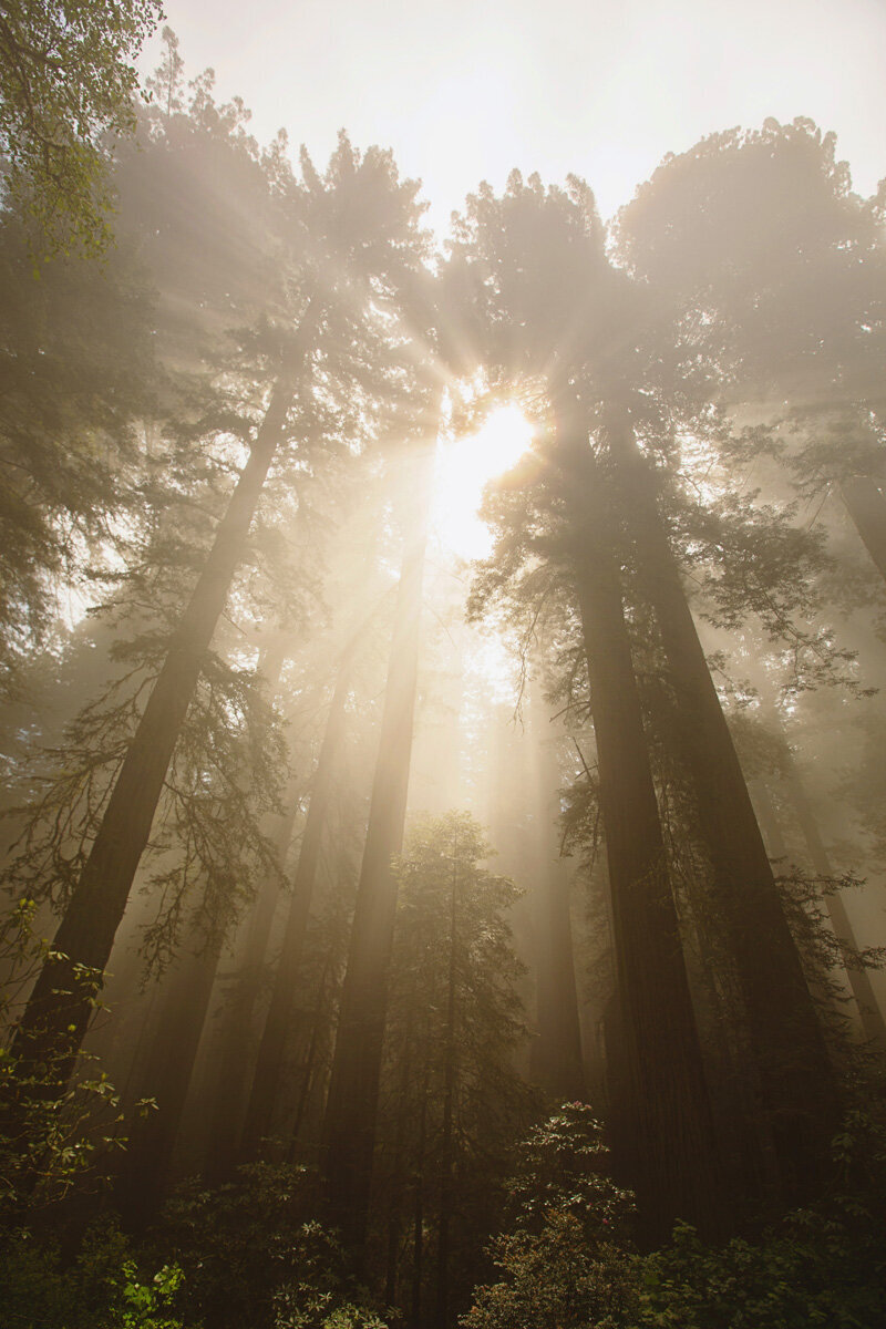 Travel Photography - Redwoods National Park