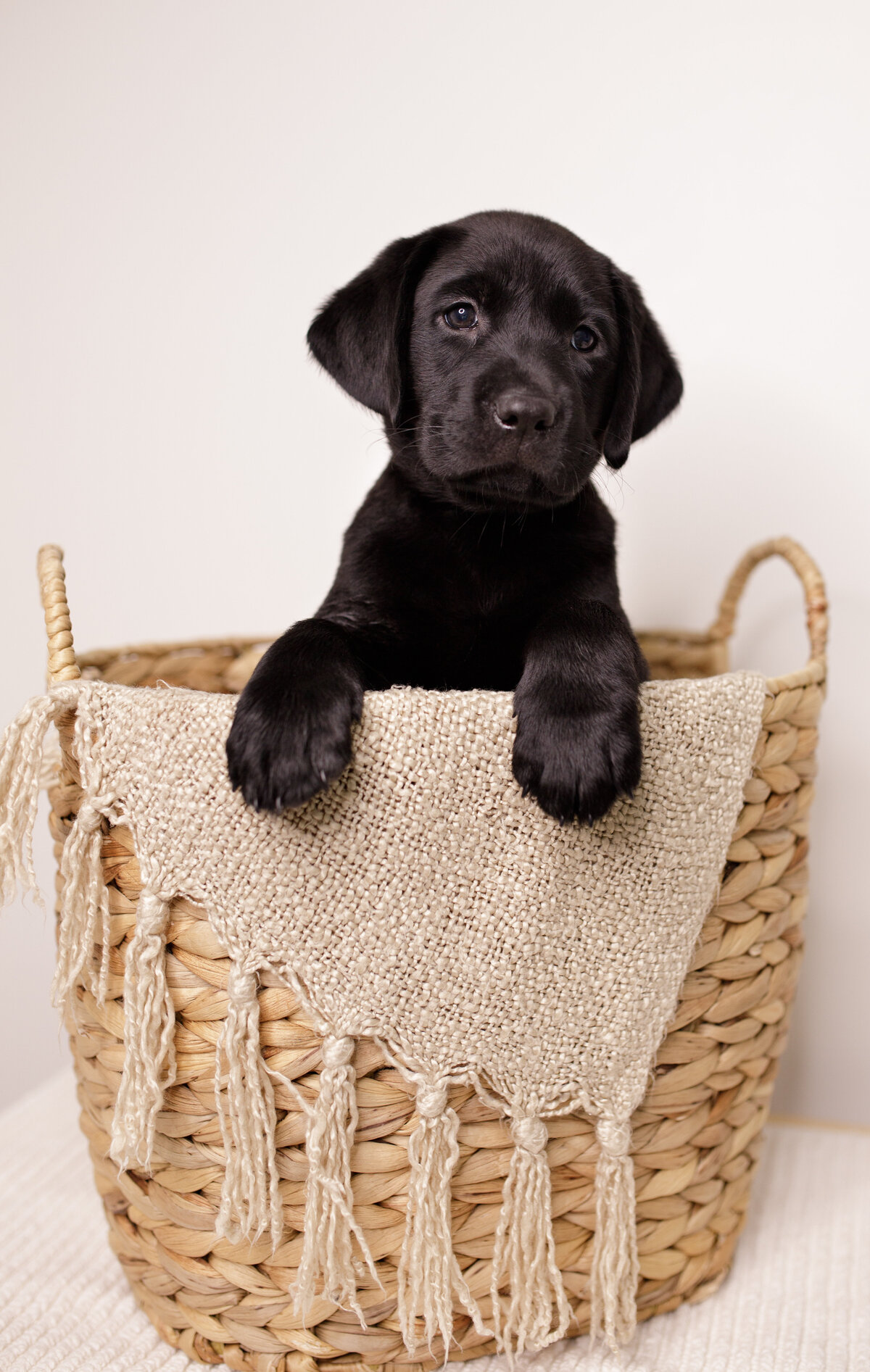 Black Labrador Retriever Puppy in Basket