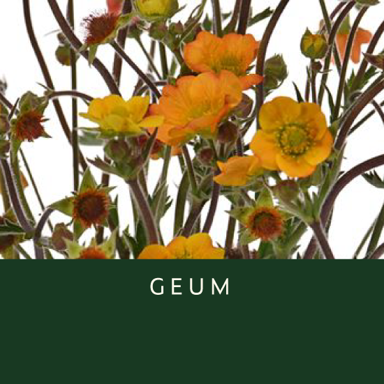 Geum