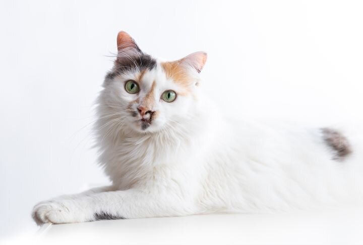 lilla-bordas-portraits-tampa-CAT-photographer1211