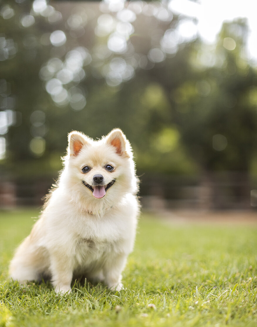 classic-pet-photo-session-cute