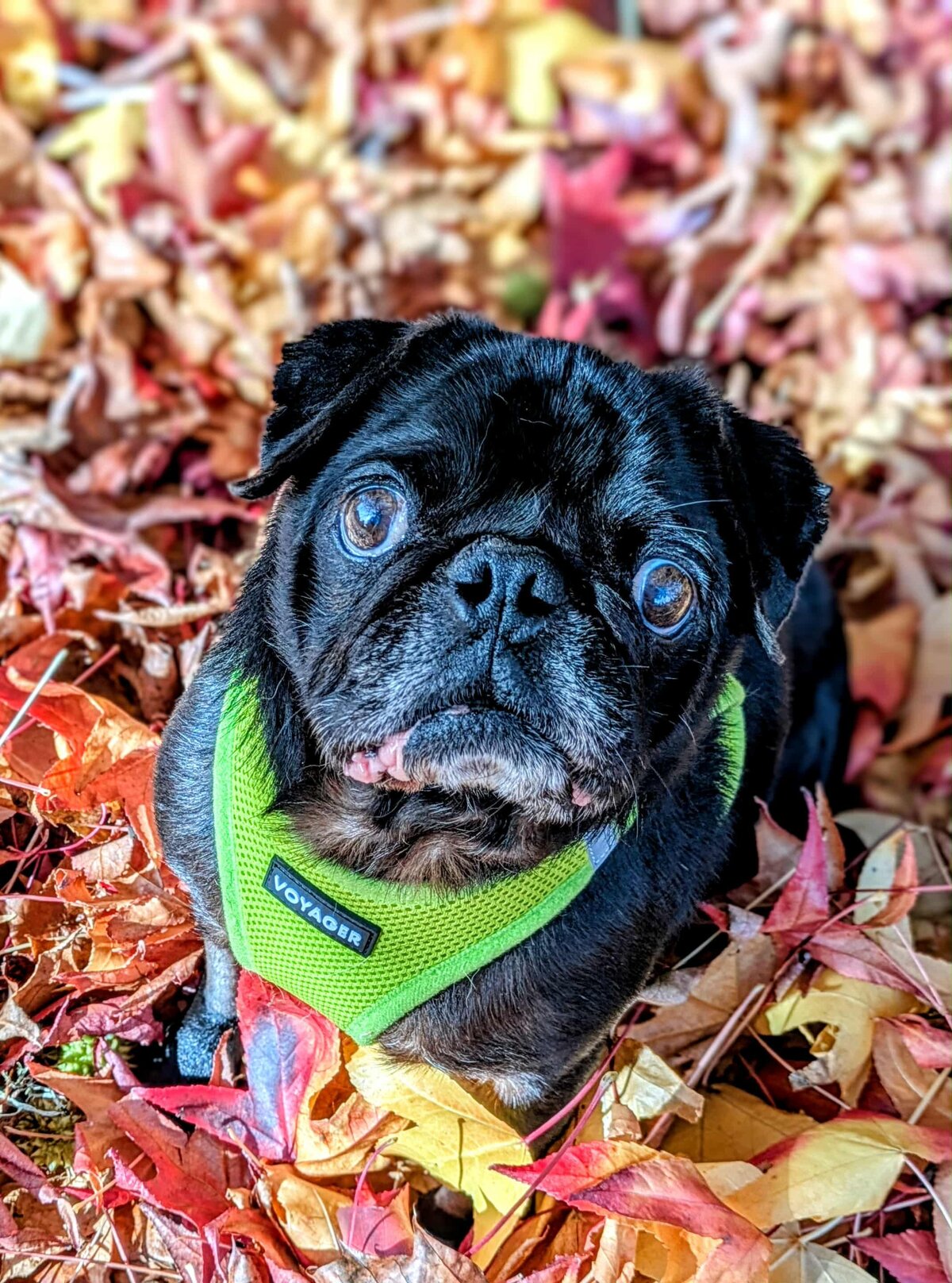 Available Pugs for Adoption | Pacific Pug Rescue, image size:1200x1616