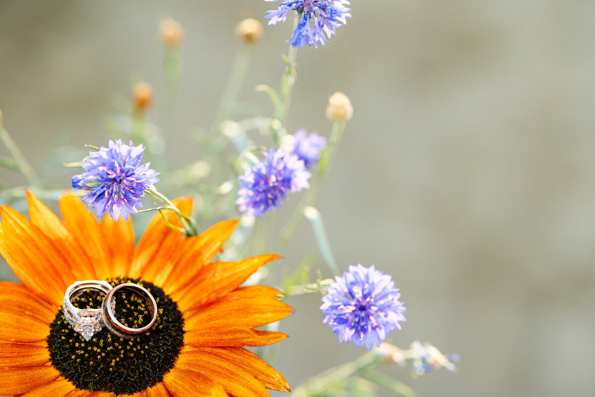 Colorado-sunflower-field-photography-40