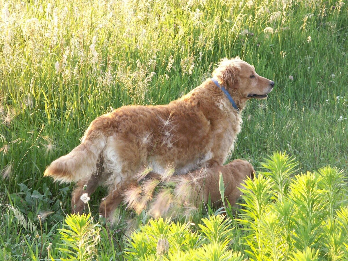 Appelgate-Golden-Retriever-Puppies-Rose-10