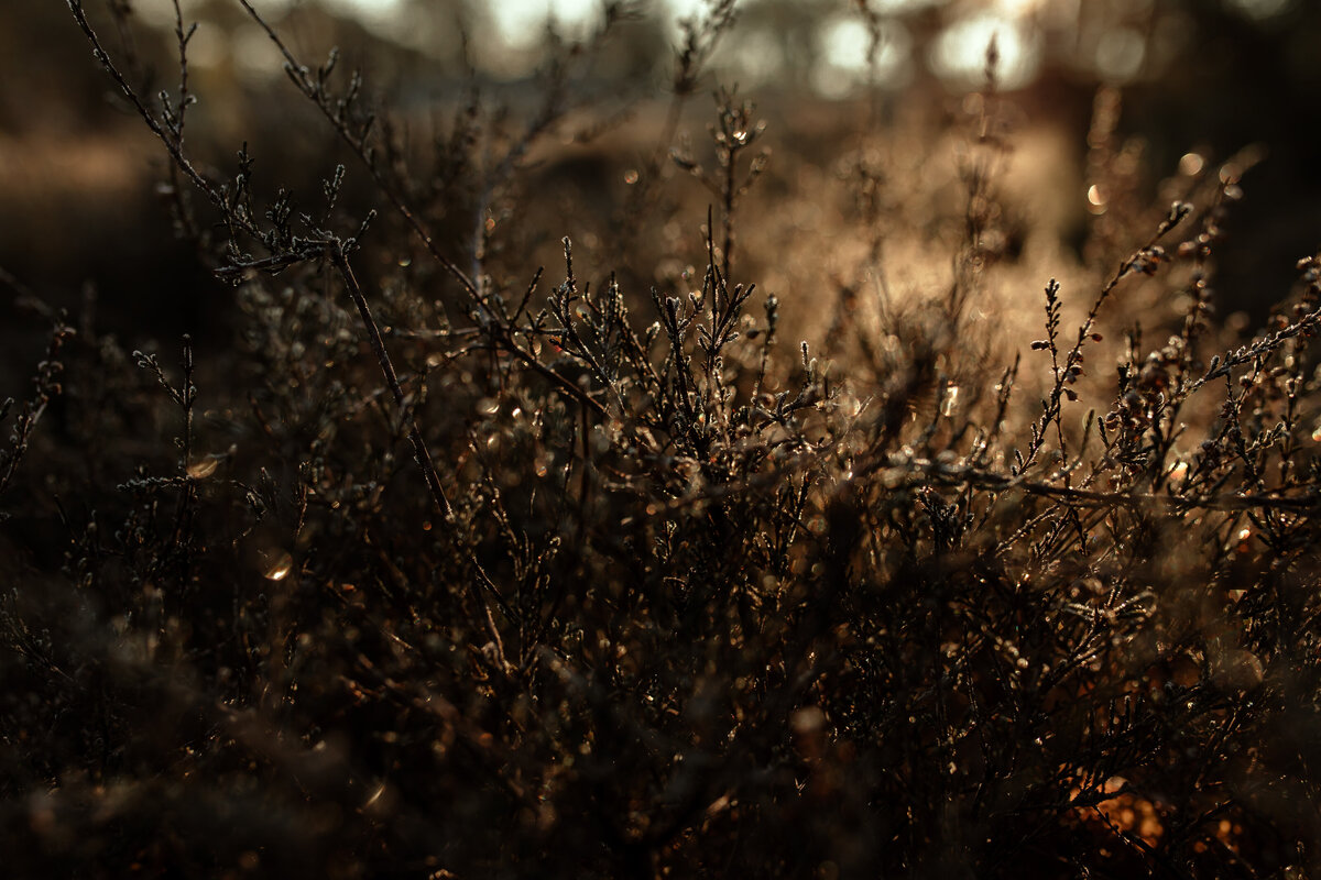 La Jola Photography_Annouk_11012024-50