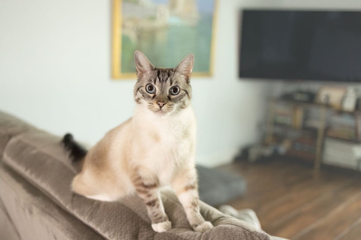 lilla-bordas-portraits-tampa-CAT-photographer1266